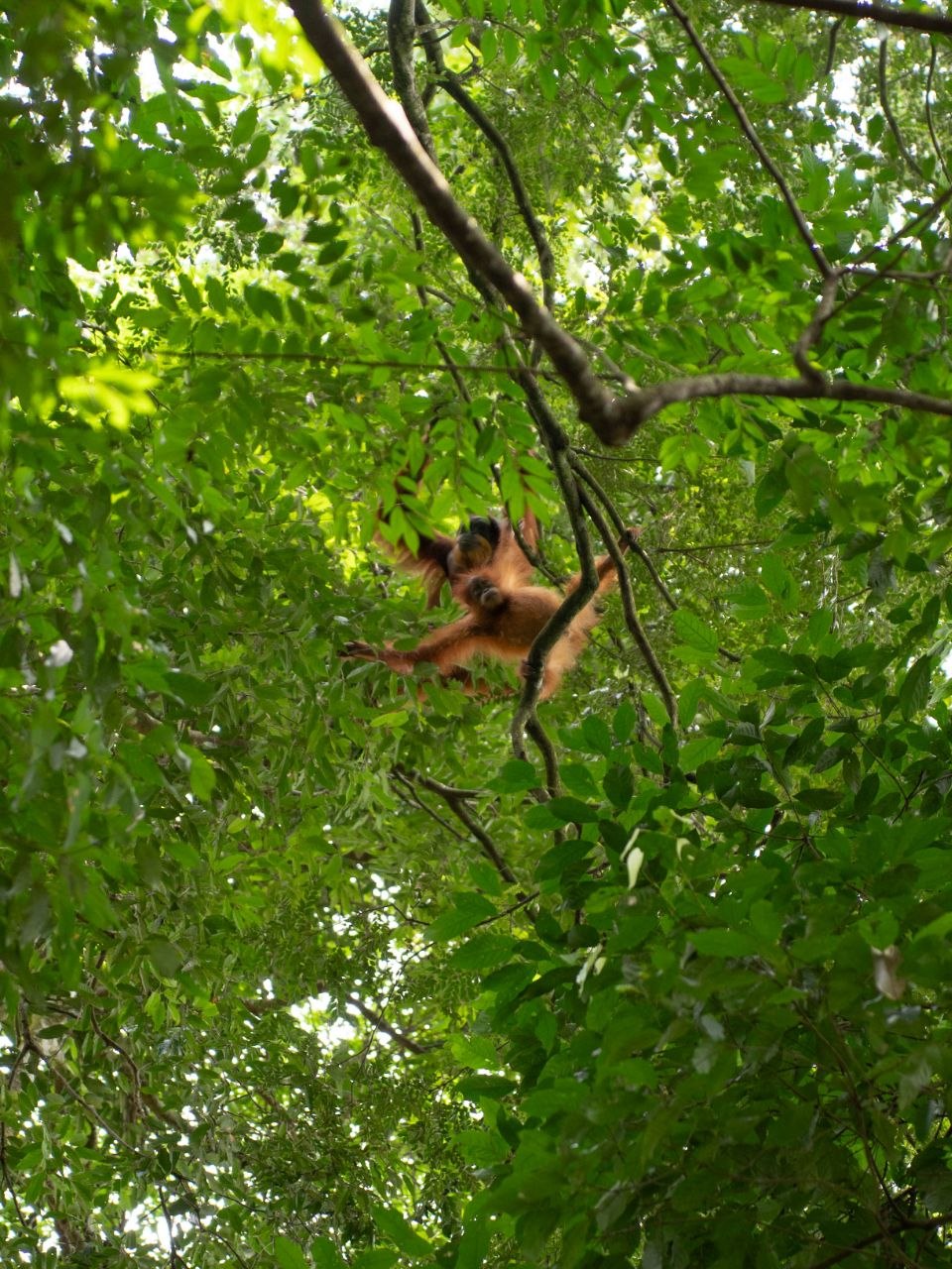 1-Day Orangutan Trek