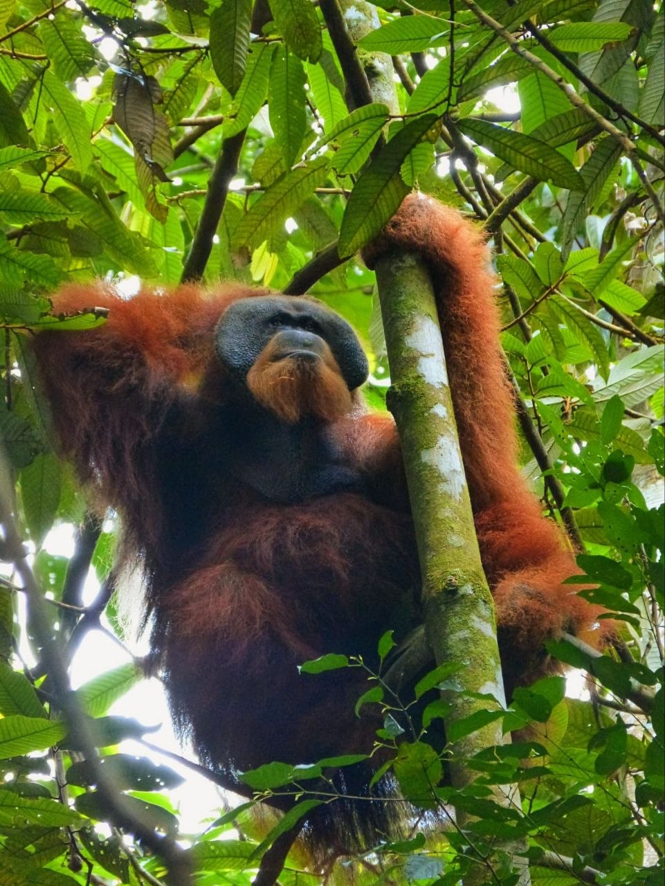 5-Day Orangutan Trek