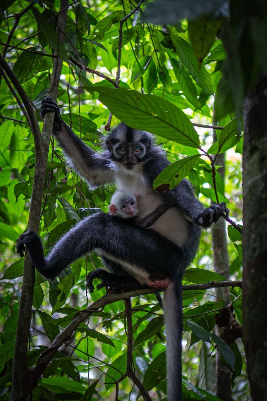 3-Day Orangutan Trek