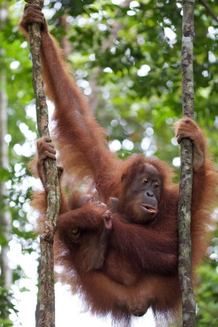 Half-Day Orangutan Trek