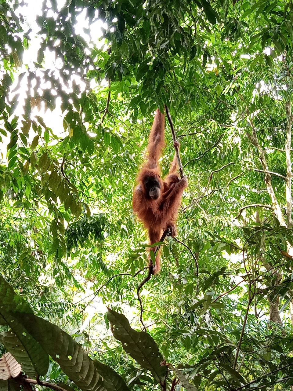 2-Day Orangutan Trek
