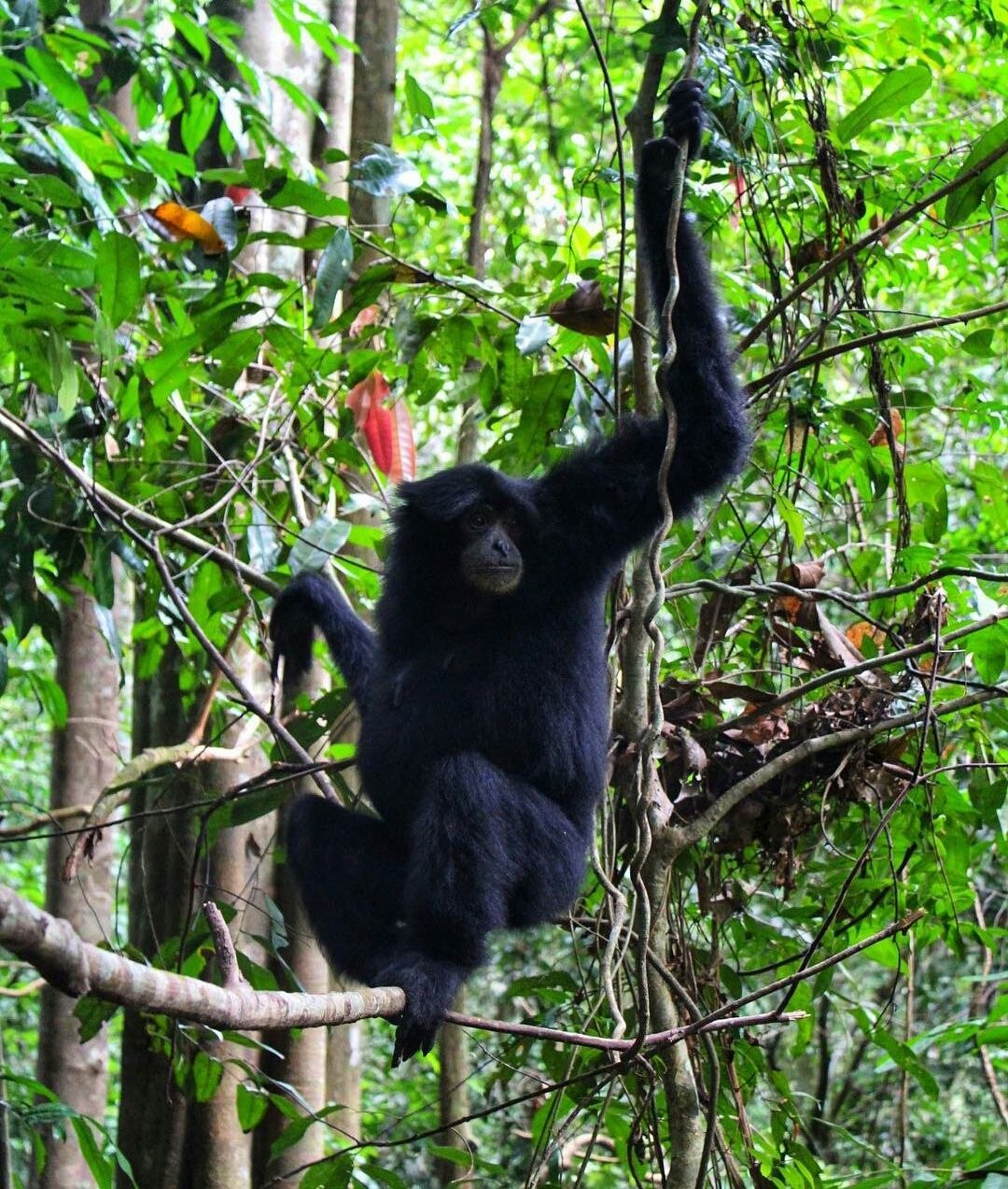 4-Day Orangutan Trek